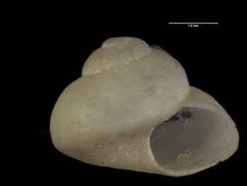Media type: image;   Malacology 178560